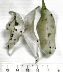 Chrysomphalus pinnulifer