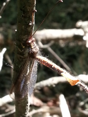 Ascaloptynx appendiculata