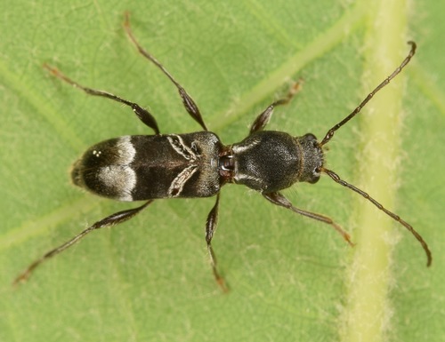 Tilloclytus geminatus (Haldeman, 1847)