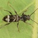 Tilloclytus geminatus - Photo (c) skitterbug, alguns direitos reservados (CC BY), uploaded by skitterbug