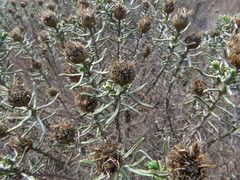 Oedera fruticosa