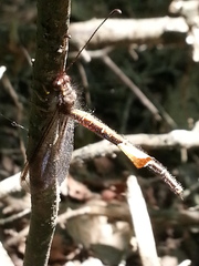Ascaloptynx appendiculata