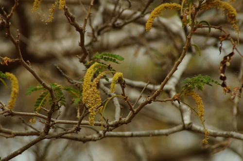 Pityrocarpa obliqua, 2024-04-26