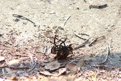 Dugesiella anitahoffmannae