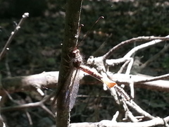 Ascaloptynx appendiculata