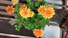Chrysanthellum