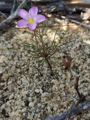 Oxalis polyphylla pentaphylla
