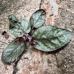 Strobilanthes reptans image