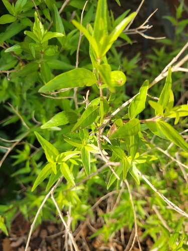 Anisacanthus quadrifidus