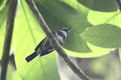 Whistling Warbler photo 2