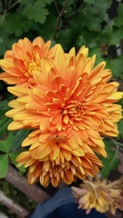 Chrysanthellum