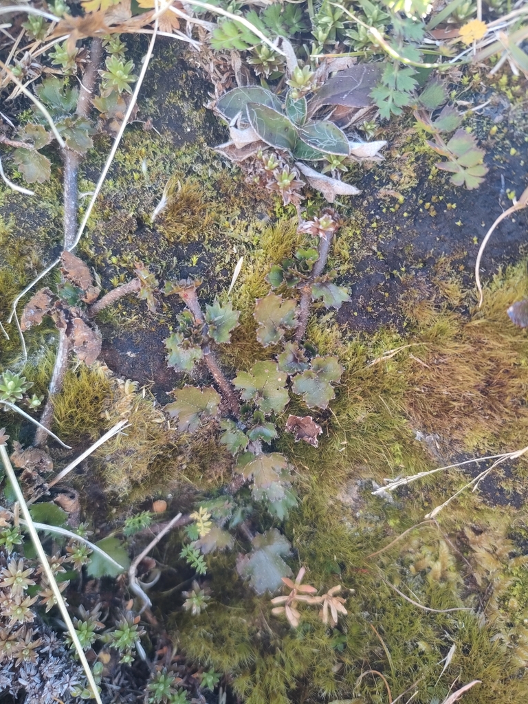 Gunnera monoica from Purau 8972, New Zealand on April 27, 2024 at 11:50 ...