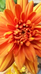 Chrysanthellum