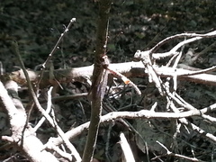 Ascaloptynx appendiculata