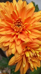 Chrysanthellum
