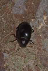 Chrysopeplus expolitus