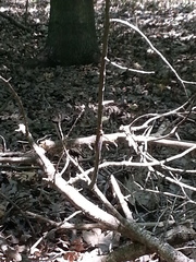 Ascaloptynx appendiculata