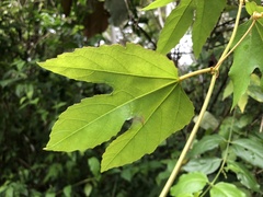Passiflora vitifolia image
