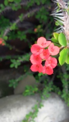 Euphorbia milii