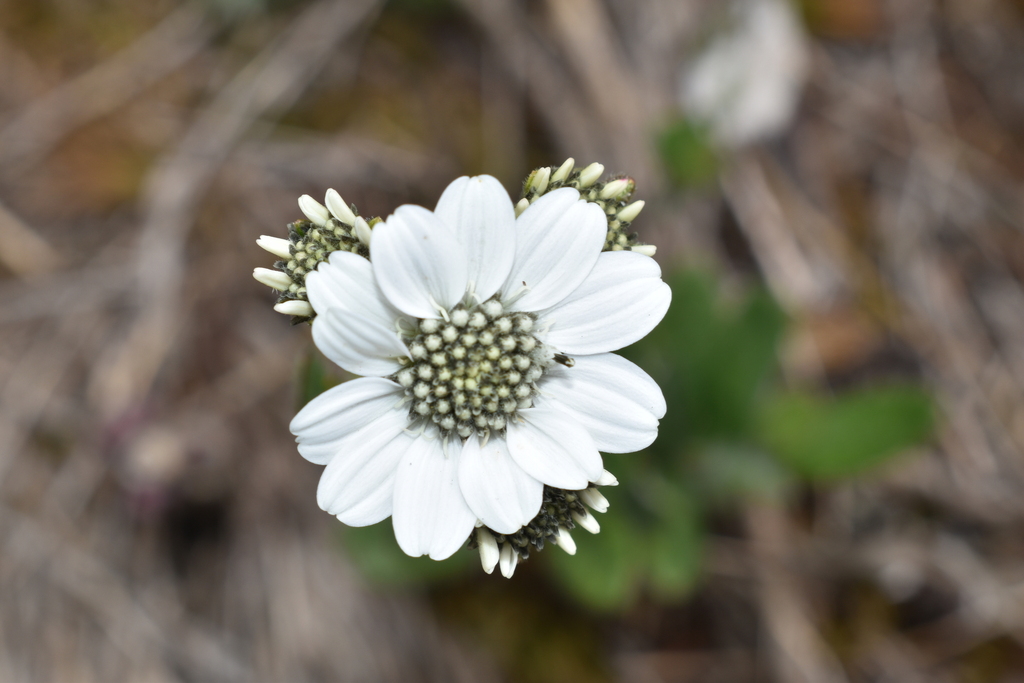 Verbesina elegans