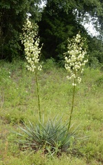 Yucca necopina