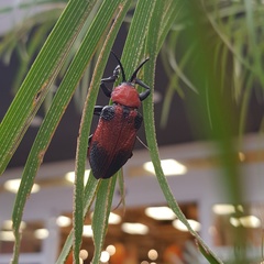 Coraliomela aeneoplagiata