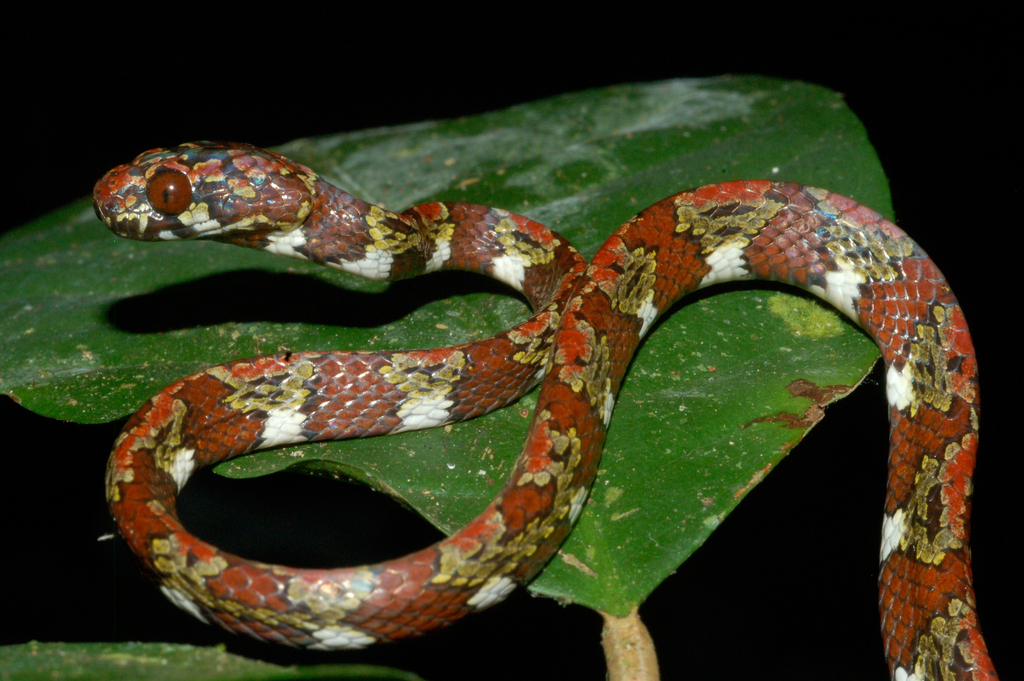 Marley's Snail-Eating Snake