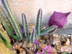 Stapelia leendertziae