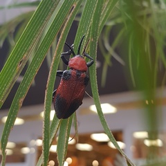 Coraliomela aeneoplagiata