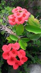 Euphorbia milii