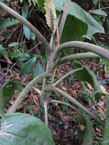 Image of Telanthophora grandifolia by no rights reserved