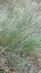 Festuca californica