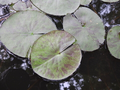 Nymphaea mexicana