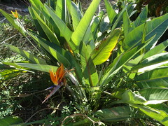 Strelitzia reginae reginae