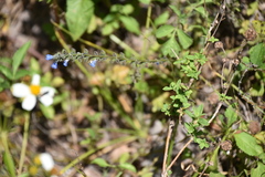 Salvia occidentalis