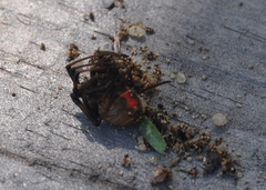 Latrodectus obscurior