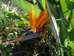Strelitzia reginae reginae