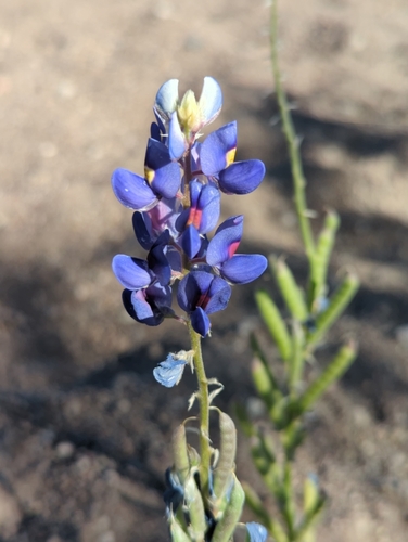 Image of Big Bend Bluebonnet (Lupinus havardii) by (c) Tom Field, some rights reserved (CC BY)