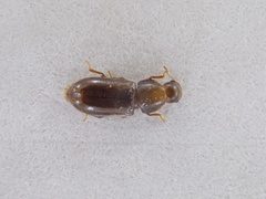 Orthocis alni