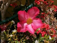 Neriinae