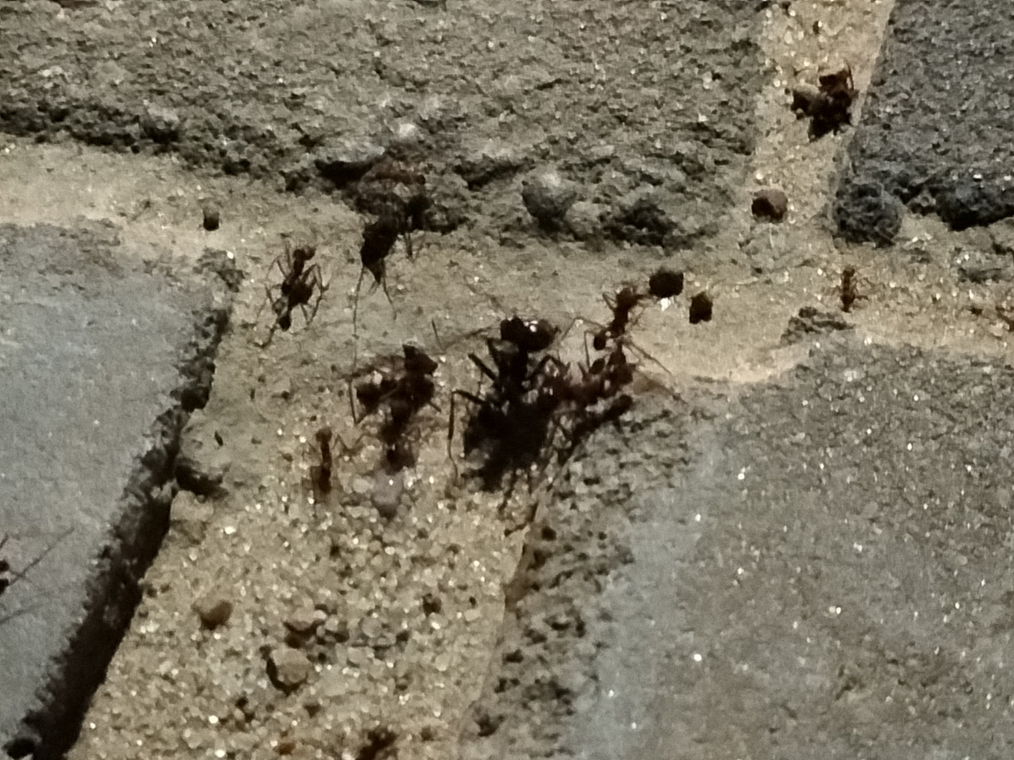 Atta saltensis