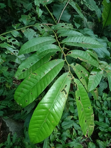 Ucahuba-nut (Virola surinamensis)