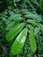 Baboonwood (Virola surinamensis)