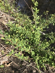 Berberis × ottawensis