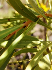 Chirodica