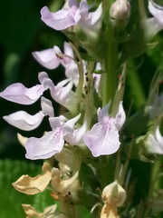 Teucrium canadense canadense