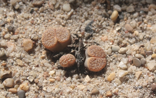 Lithops inae Nel 4