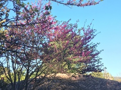 Cercis siliquastrum