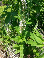 Teucrium canadense canadense