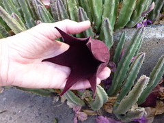Stapelia leendertziae